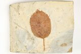 Fossil Birch Leaf (Betulaceae) - Montana #203372-1